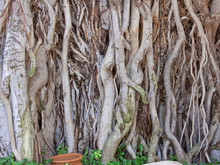 Banyan Tree (Ficus Benghalensis) At A Roadside In Rajasthan. The Tree Is Considered Sacred In Hinduism