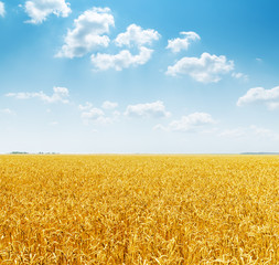 cloudy sky over golden field