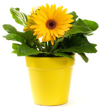 Yellow Gerbera Daisy In A Yellow Plant Pot On White  Background. 
