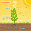 Photosynthesis - Colorful illustration of the photosynthesis process. Eps10