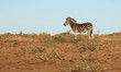 A zebra isolated in an open field. South Africa