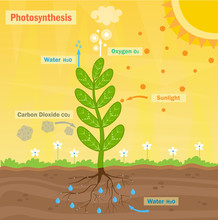 Photosynthesis - Colorful Illustration Of The Photosynthesis Process. Eps10