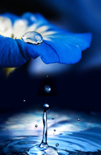 Blue Flower With A Dew Drop