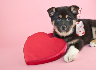 Canvas Print - Valentine's Day Puppy