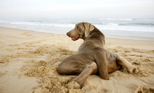 A Weimaraner Dog With The Sea In The Background