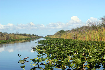 Everglades