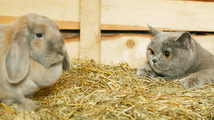 Cat and Rabbit