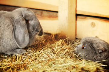 Cat and Rabbit