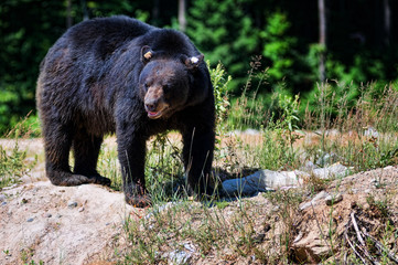 big black bear