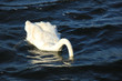 Diving swan