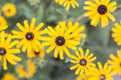 Fotografering Bright yellow rudbeckia or Black Eyed Susan flowers