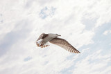 Fototapeta  - Sea gull