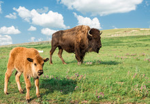 Image Of A Huge Big Brown Buffalo And A Little Calf In The Foreground Standing In A Beautiful Green Meadow With Purple Flowers Under A Bright Blue Sky With White Clouds In The Summer Time