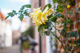 Yellow rose on the street.