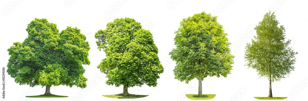 Set of green trees maple, birch, chestnut. Nature objects - obrazy, fototapety, plakaty 