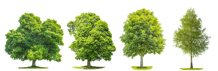 Wall Mural - set of green trees maple, birch, chestnut. nature objects