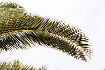  Palm tree detail