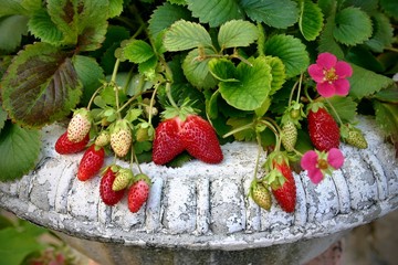 Strawberry plant in the vintage pot