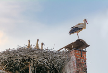 Storchenfamilie