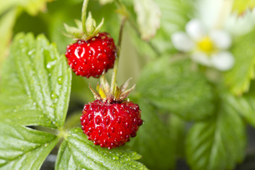 wild strawberry on bush closeup