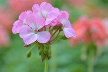 Pink Geranium Flower, Nature Closeup Soft Focus Background