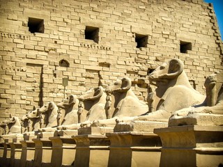 Wall Mural - sphinxes avenue at karnak temple (luxor, egypt)