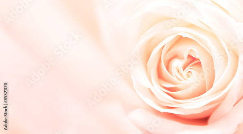 Naklejka - mata magnetyczna na lodówkę Banner with pink rose