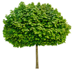 acer platanoides 'globosum' (kugel-ahorn) freigestellt,isoliert