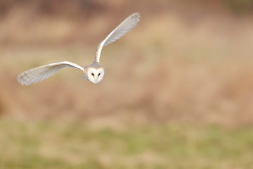  Wild barn owl flying straight at the camera