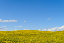 Blue Sky And Yellow Canola Field
