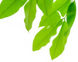 green tree leaf on white background