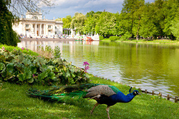 Lazienki or Royal Baths park in Warsaw in Poland