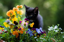 Kitten Smelling Flowers