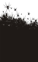 Spiders Background