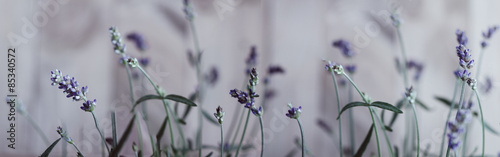 Naklejka dekoracyjna Lavendel