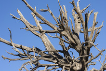 Jagged Dead Dry Tree Under Blue Sky