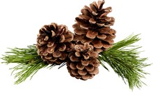 Pine, Pine Cone, Christmas Decoration.
