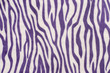 Purple and white zebra pattern. Animal print as background.