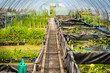 Large greenhouse, plant nursery, garden centre