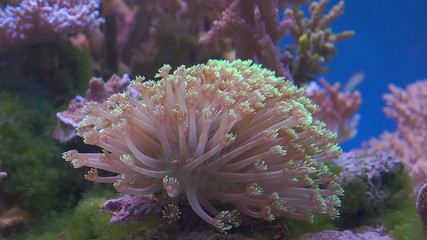 Wall Mural - An Anemone on tropical coral reef.