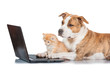 American staffordshire terrier dog with little red kitten in front of a laptop