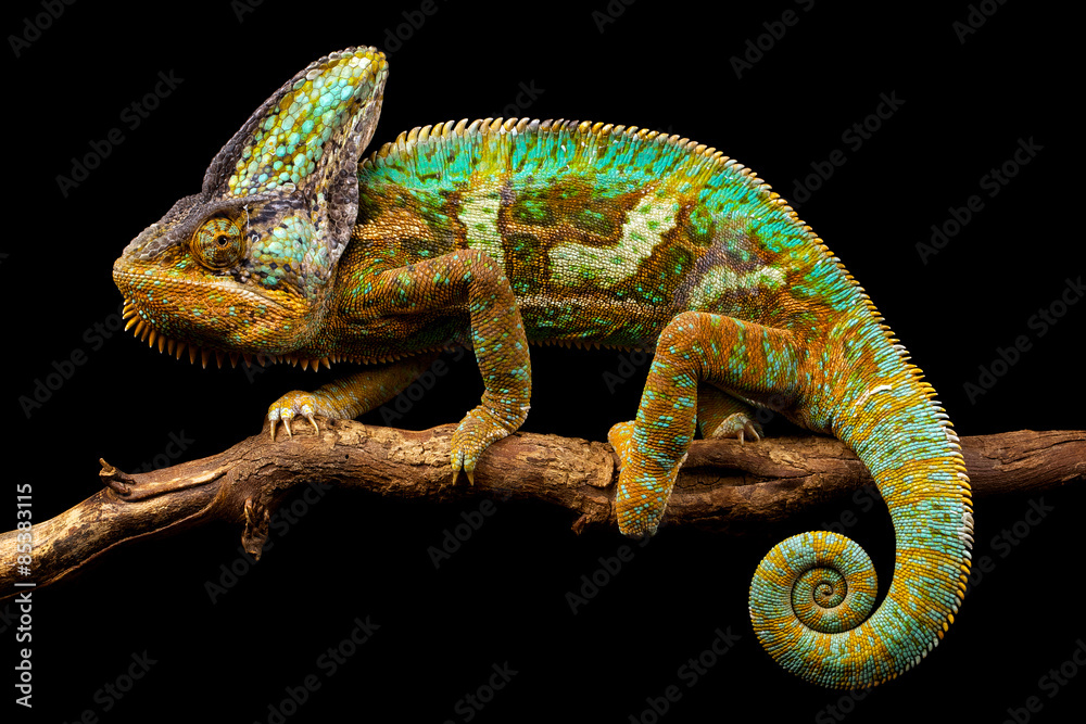 Side on picture of a yemen chameleon isolated on a black background - obrazy, fototapety, plakaty 