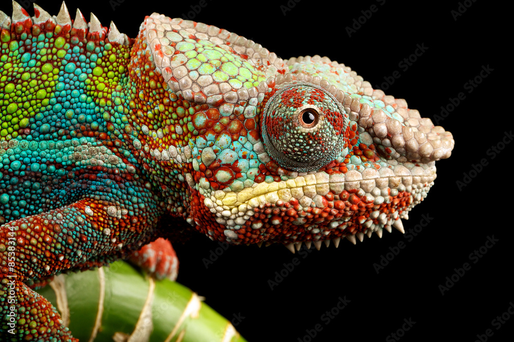 blue bar panther chameleon macro of head isolated against a black background - obrazy, fototapety, plakaty 