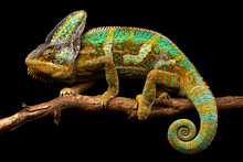 Side On Picture Of A Yemen Chameleon Isolated On A Black Background