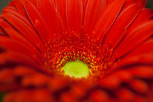 Red Gerbera Flower Macro