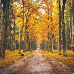 Canvas Print - Autumn Alley