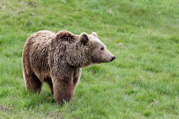 brown bear