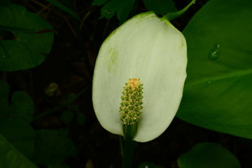 White leaf flower in green leaves with drops of morning dew on a summer morning