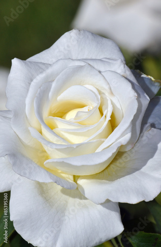 Naklejka na szybę Single white rose