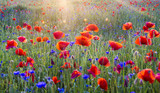 Fototapeta Kwiaty - red poppies
